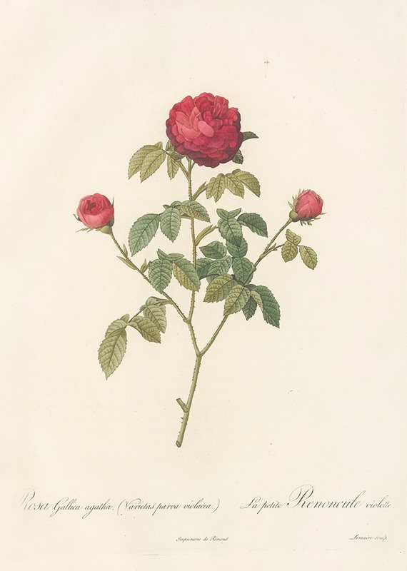 Pierre Joseph Redouté - Rosa Gallica Agatha (Var. Parva Violacea)