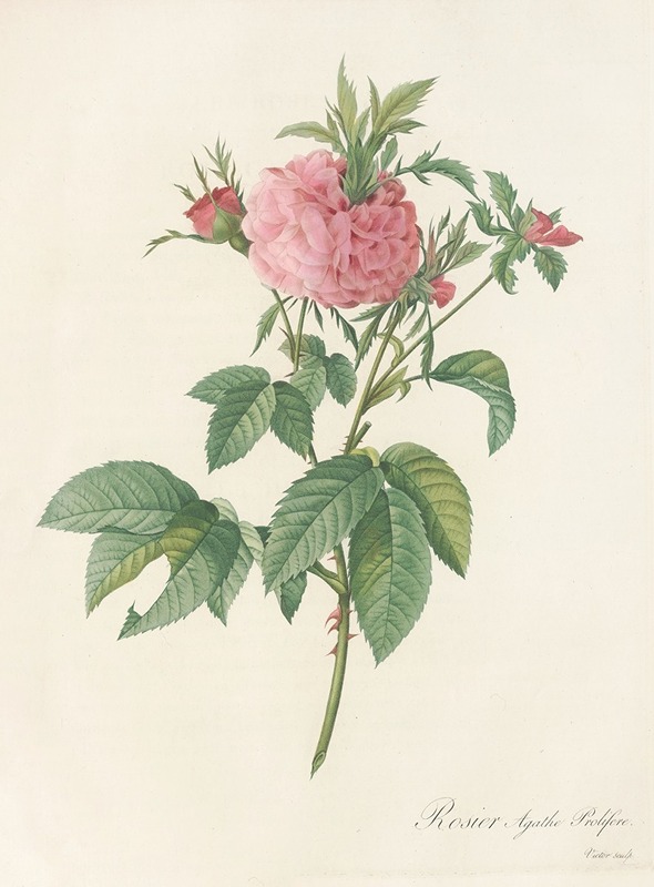 Pierre Joseph Redouté - Rosa Gallica Agatha (Var. Prolifera)