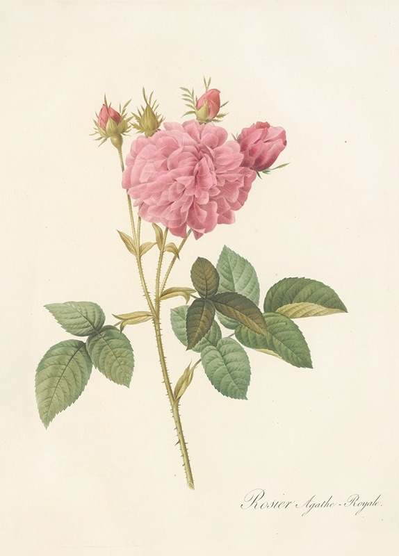 Pierre Joseph Redouté - Rosa Gallica Agatha (Var. Regalis)