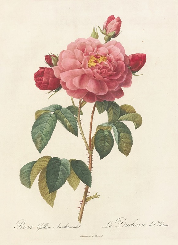 Pierre Joseph Redouté - Rosa Gallica Aurelianensis