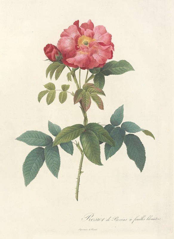 Rosa Gallica Caerulea by Pierre Joseph Redouté - Artvee