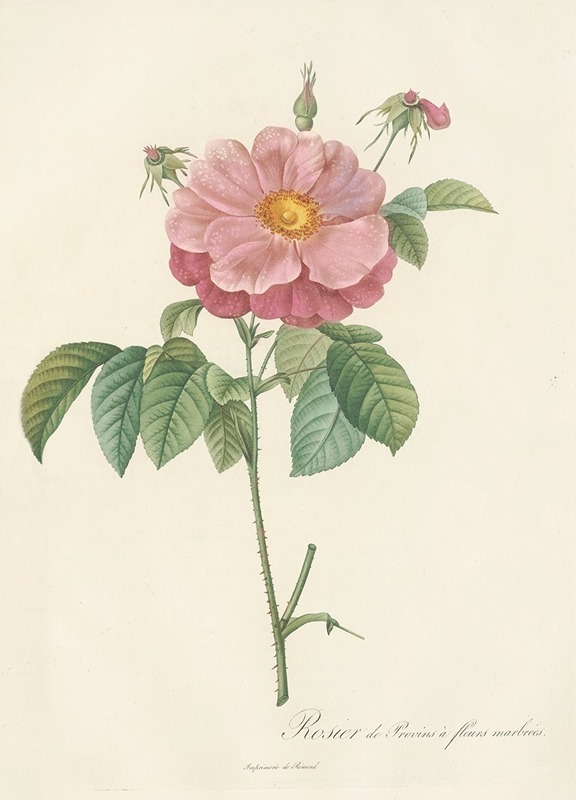 Rosa Gallica Flore Marmoreo by Pierre Joseph Redouté - Artvee