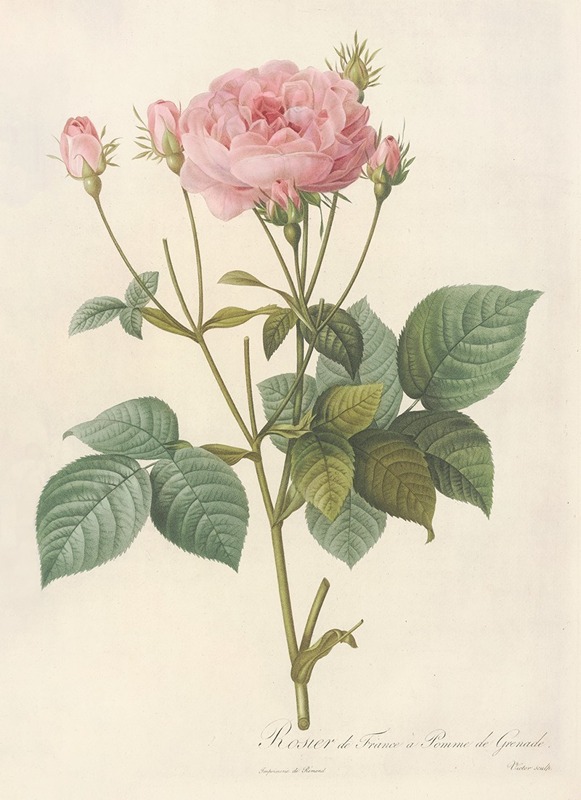 Pierre Joseph Redouté - Rosa Gallica Granatus