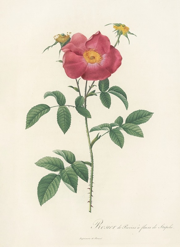 Pierre Joseph Redouté - Rosa Gallica Stapeliae Flora