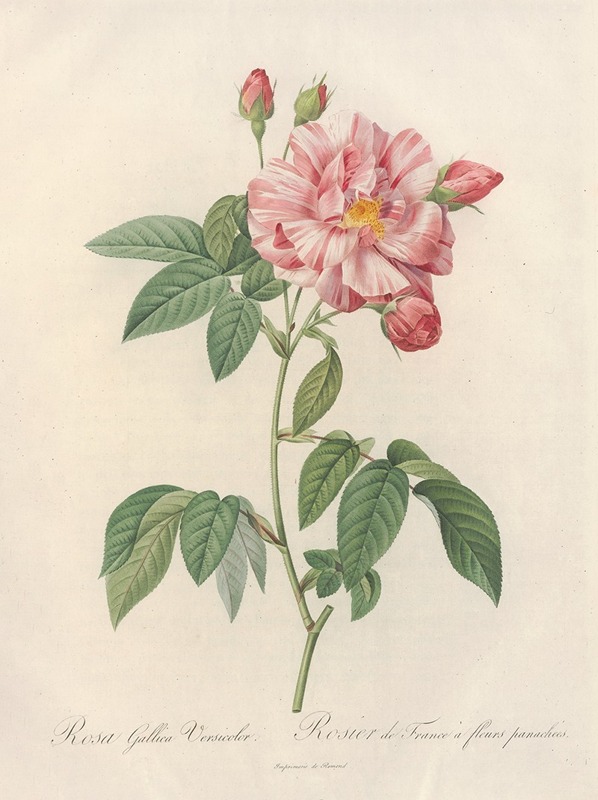 Rosa Gallica Versicolor by Pierre Joseph Redouté - Artvee