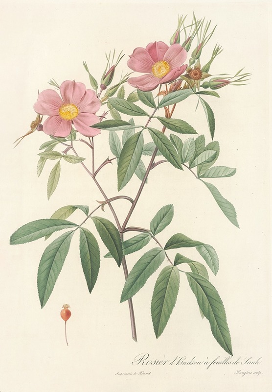 Pierre Joseph Redouté - Rosa Hudsoniana Salicifolia