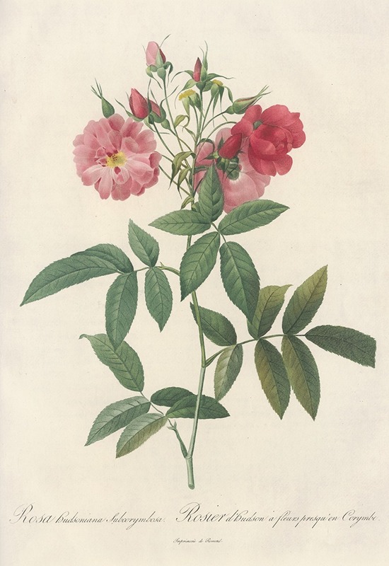 Pierre Joseph Redouté - Rosa Hudsoniana Subcorymbosa