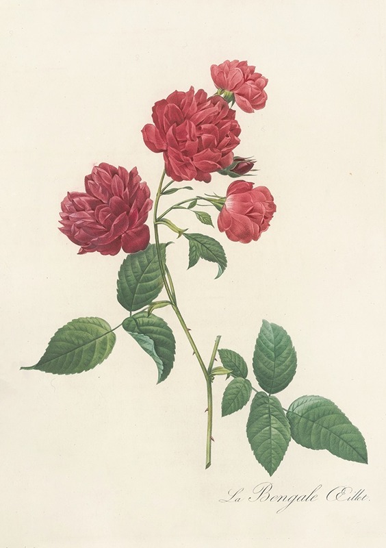 Pierre Joseph Redouté - Rosa Indica Caryophyllea