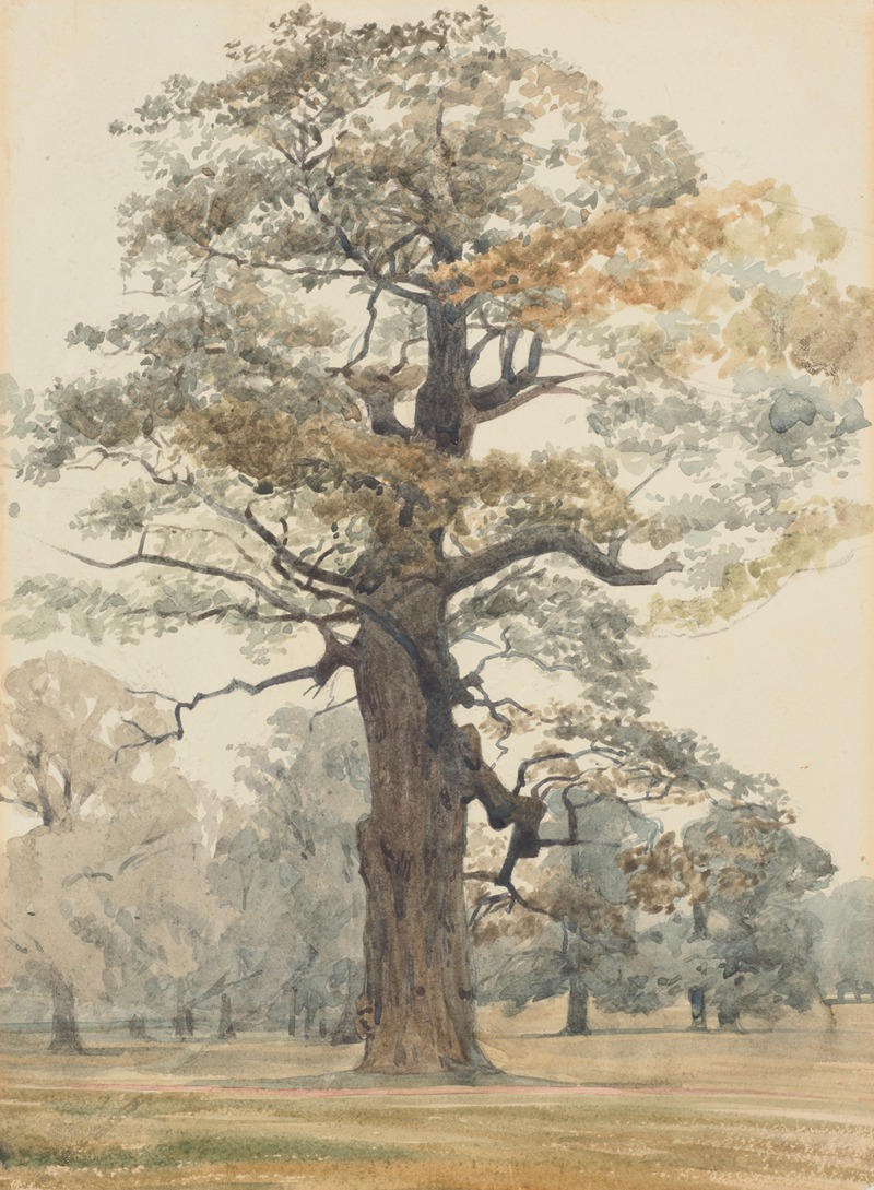 James Crowe Richmond - Oak in Kettlestone Park