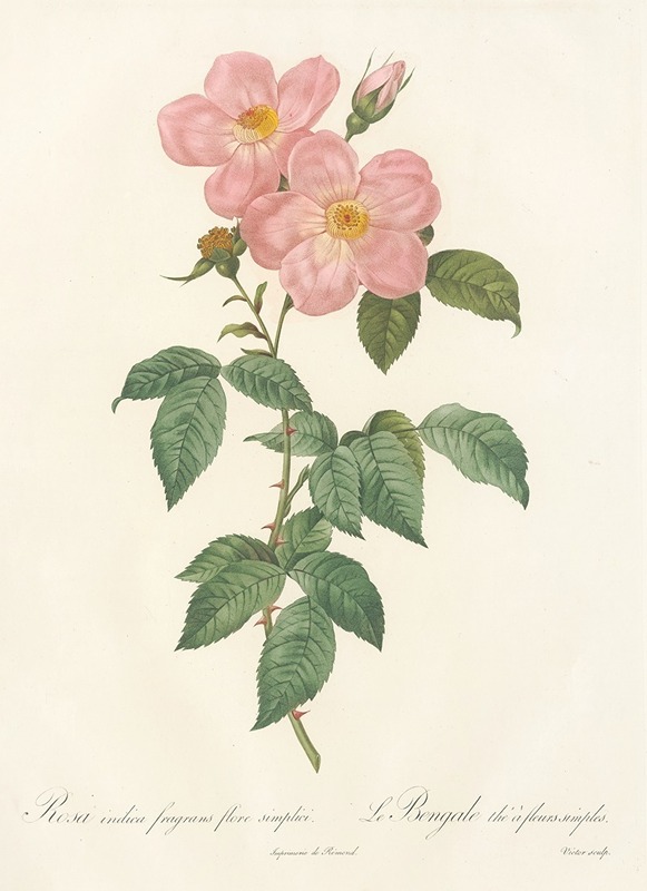 Pierre Joseph Redouté - Rosa Indica Fragrans Flore Simplici
