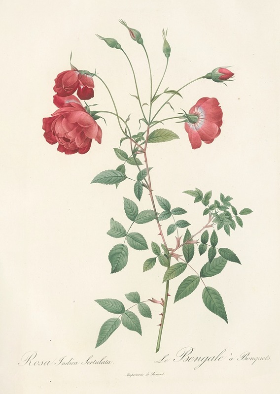 Rosa Indica Sertulata by Pierre Joseph Redouté - Artvee
