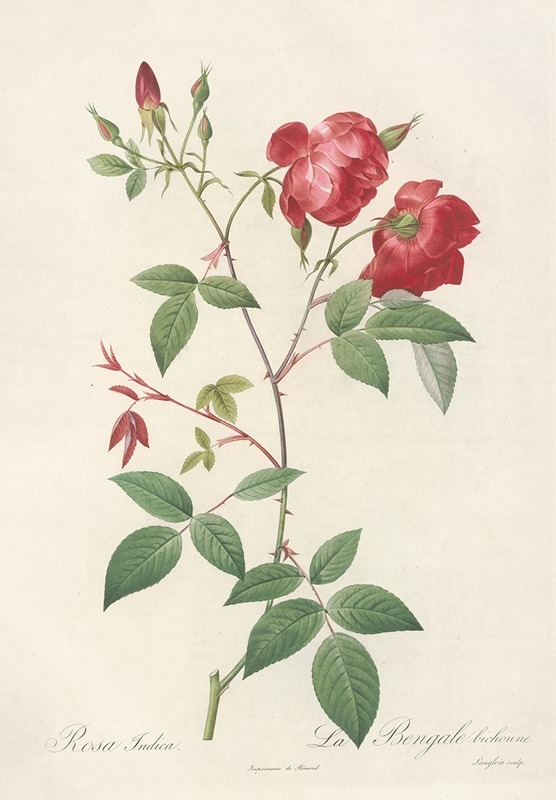 Pierre Joseph Redouté - Rosa Indica; Rosier de Chine a fleurs doubles