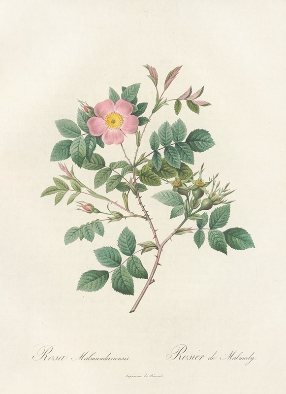 Rosa Malmundariensis by Pierre Joseph Redouté - Artvee