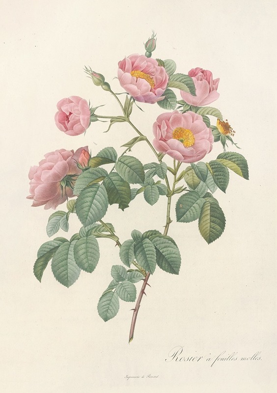 Pierre Joseph Redouté - Rosa Mollissima Flore Submultiplici
