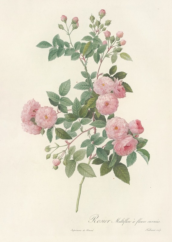 Pierre Joseph Redouté - Rosa Multiflora Carnea