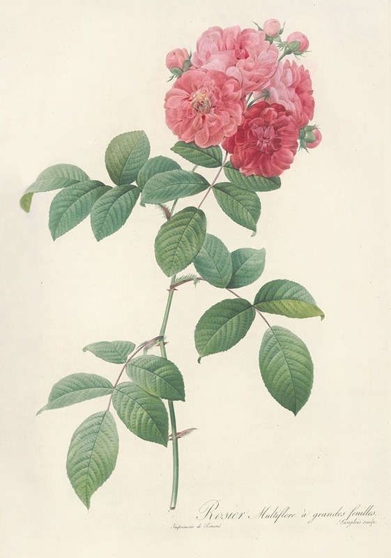 Pierre Joseph Redouté - Rosa Multiflora Platyphylla