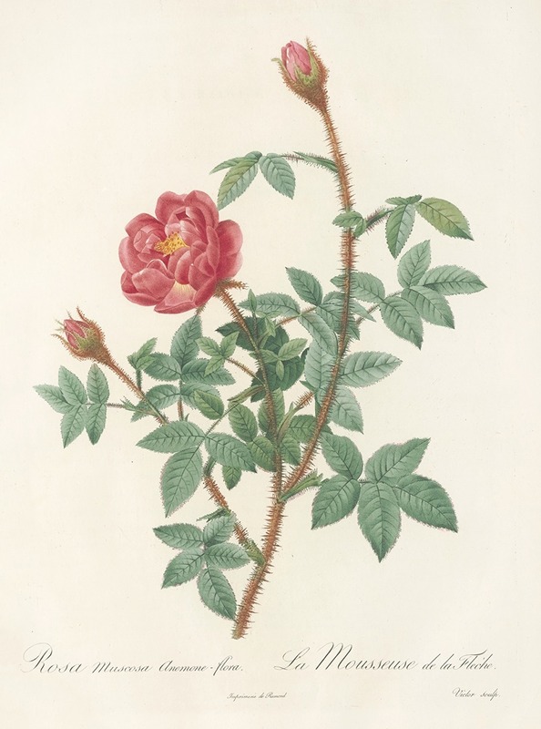 Pierre Joseph Redouté - Rosa Muscosa Anemone-Flora