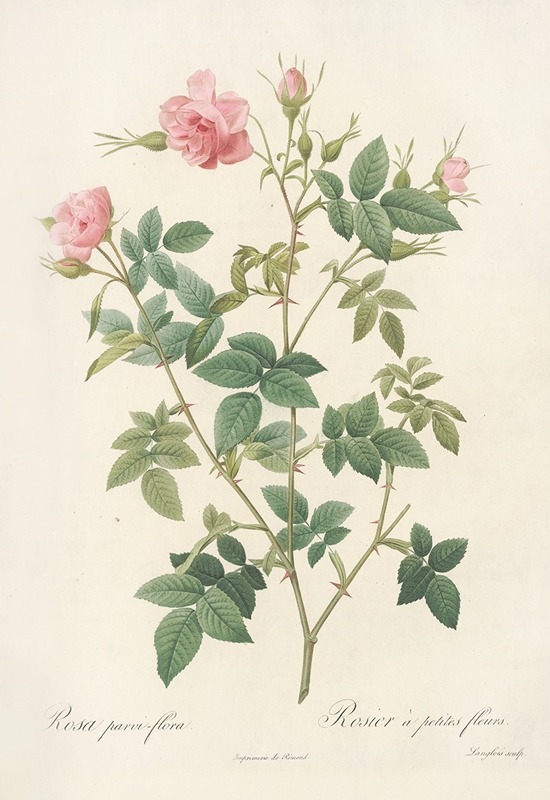 Pierre Joseph Redouté - Rosa Parvi-Flora (Var. Flore Multiplici)