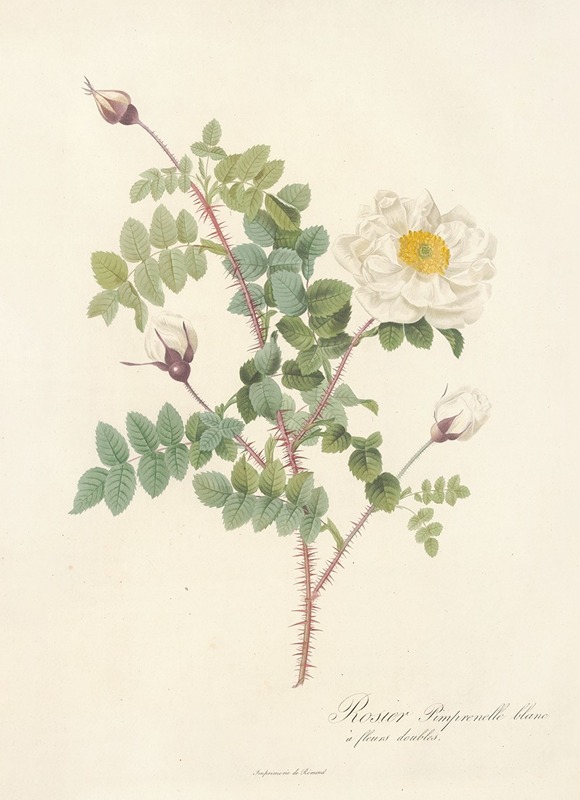 Rosa Pimpinellifolia Alba Flore Multiplici by Pierre Joseph Redouté ...