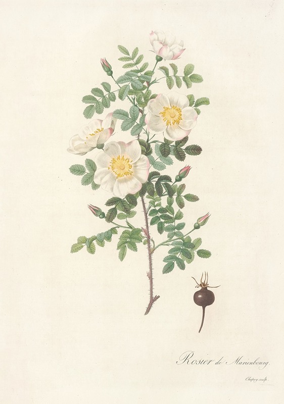 Pierre Joseph Redouté - Rosa Pimpinellifolia Mariaeburgensis