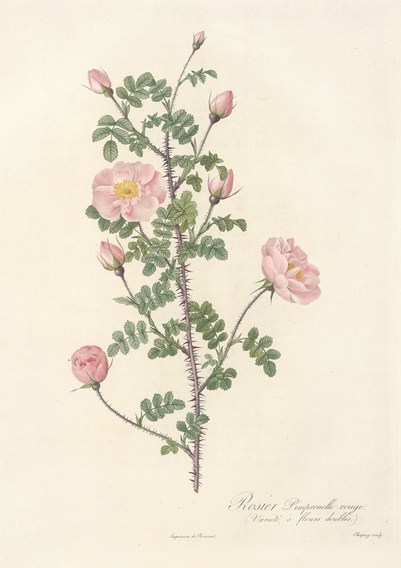 Pierre Joseph Redouté - Rosa Pimpinellifolia Rubra