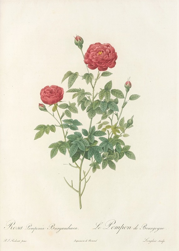 Pierre Joseph Redouté - Rosa Pomponia Burgundiaca