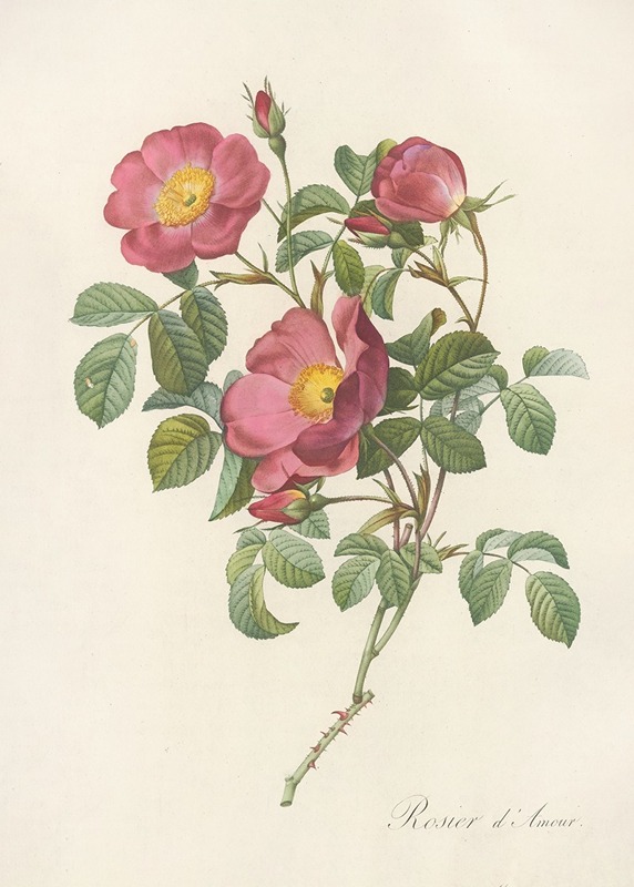 Rosa Pumila by Pierre Joseph Redouté - Artvee