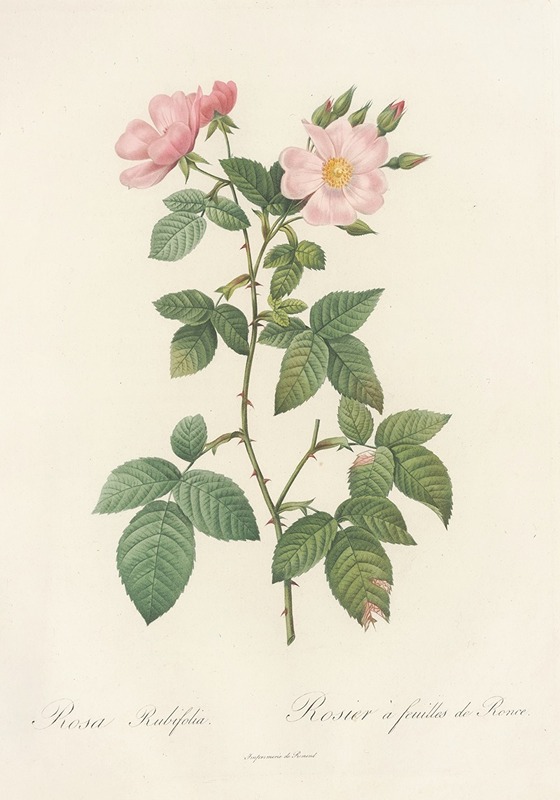 Rosa Rubifolia by Pierre Joseph Redouté - Artvee