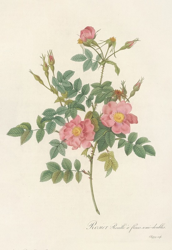 Rosa Rubiginosa Flore Semi-Pleno by Pierre Joseph Redouté - Artvee