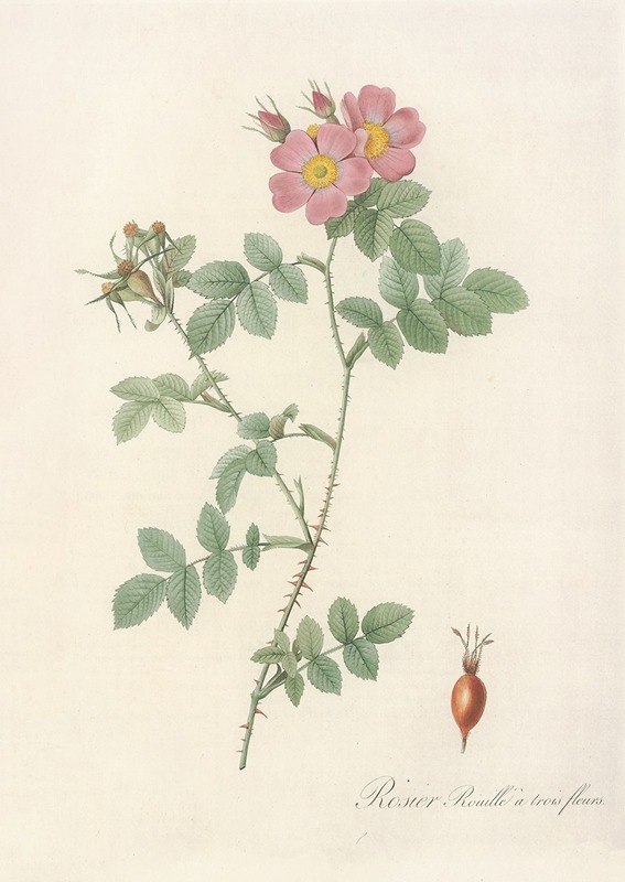 Rosa Rubiginosa Triflora by Pierre Joseph Redouté - Artvee