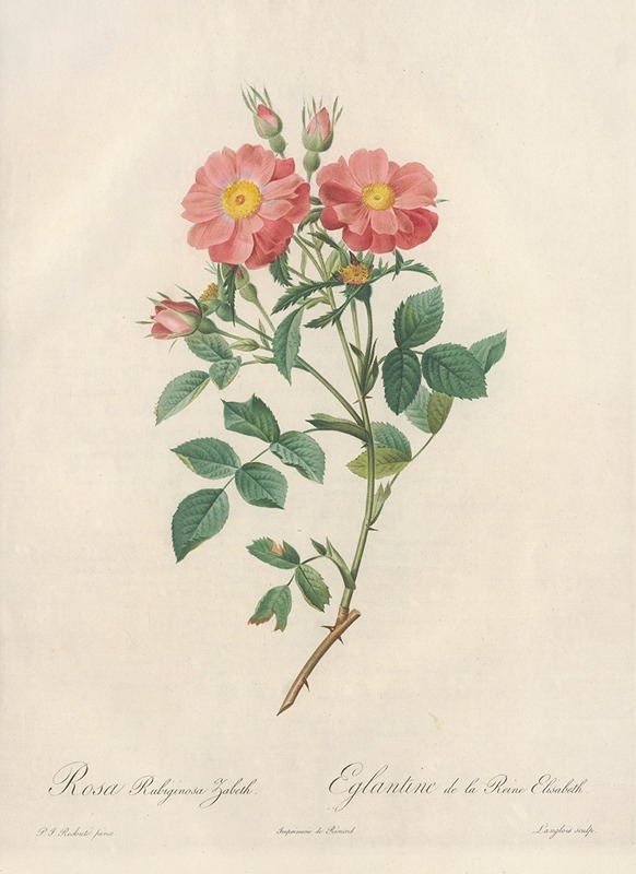 Rosa Rubiginosa Zabeth by Pierre Joseph Redouté - Artvee