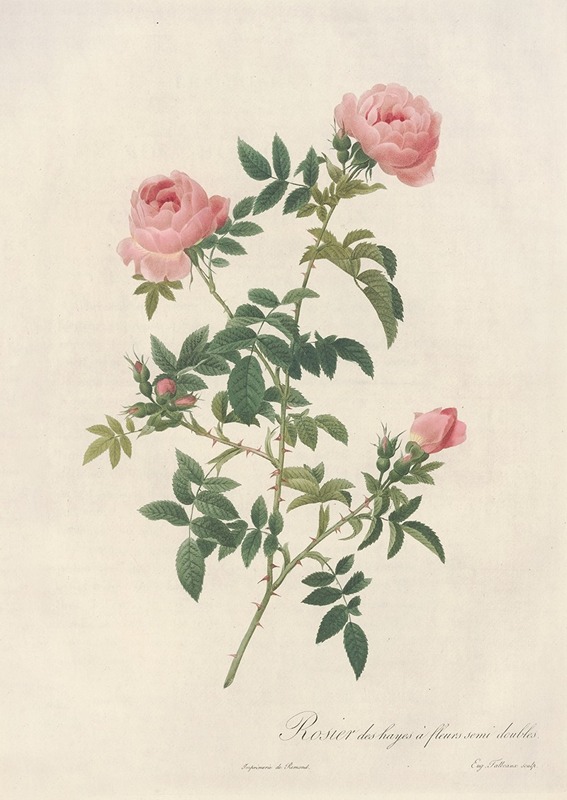 Pierre Joseph Redouté - Rosa Sepium Flore Submultiplici