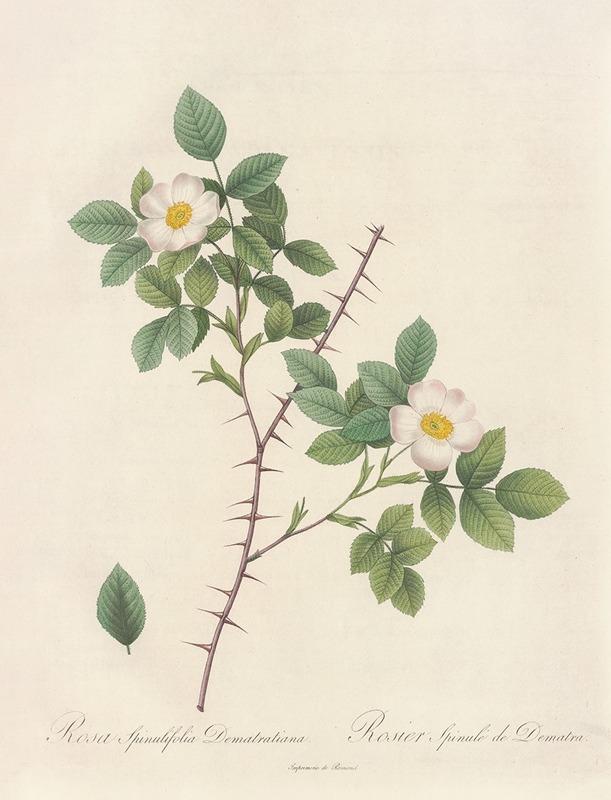 Pierre Joseph Redouté - Rosa Spinulifolia Dematratiana
