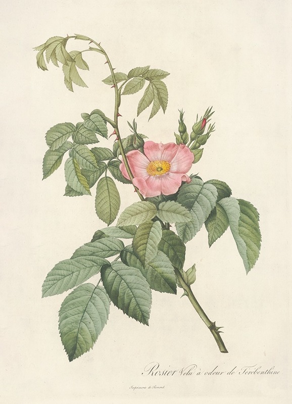 Rosa Villosa Therebenthina by Pierre Joseph Redouté - Artvee
