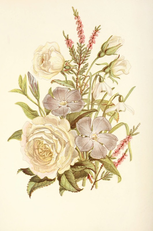 Robert Tyas - Periwinkle, Snowdrop, White Rose, Common Heath