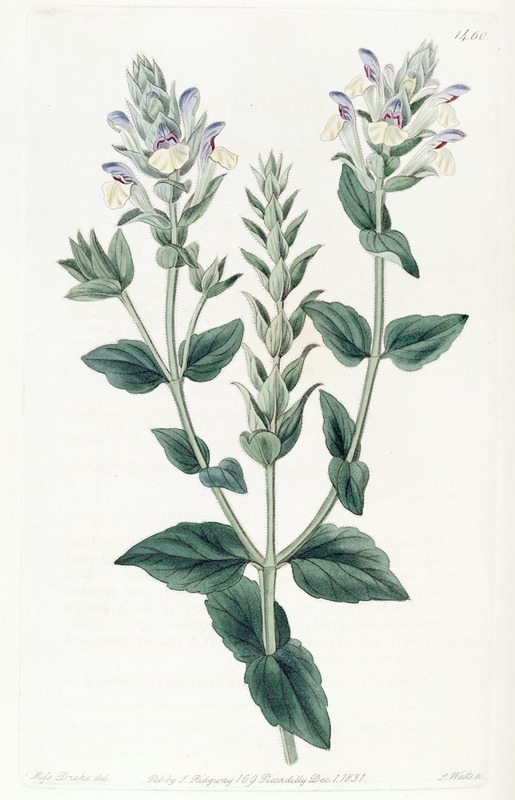 Sydenham Edwards - Alpine Scutellaria