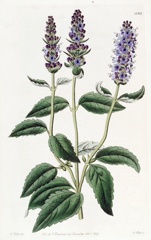 Sydenham Edwards - Anise-scented Lophanthus