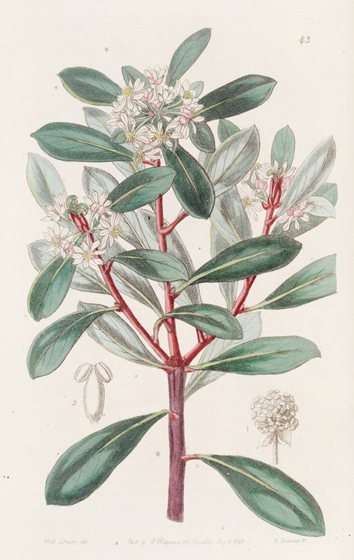 Sydenham Edwards - Aromatic Tasmannia