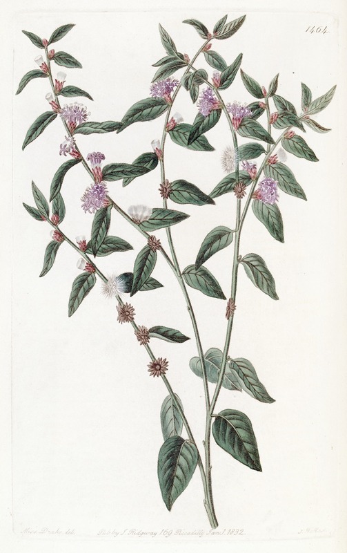 Sydenham Edwards - Axillary-flowered Vernonia