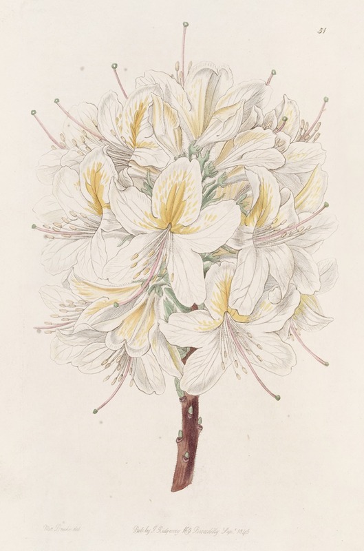 Sydenham Edwards - Azalea Laetitiae