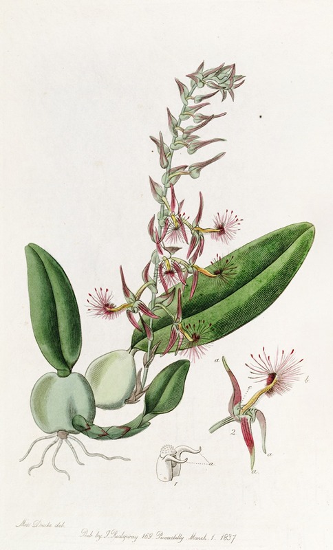 Sydenham Edwards - Bearded Bolbophyllum