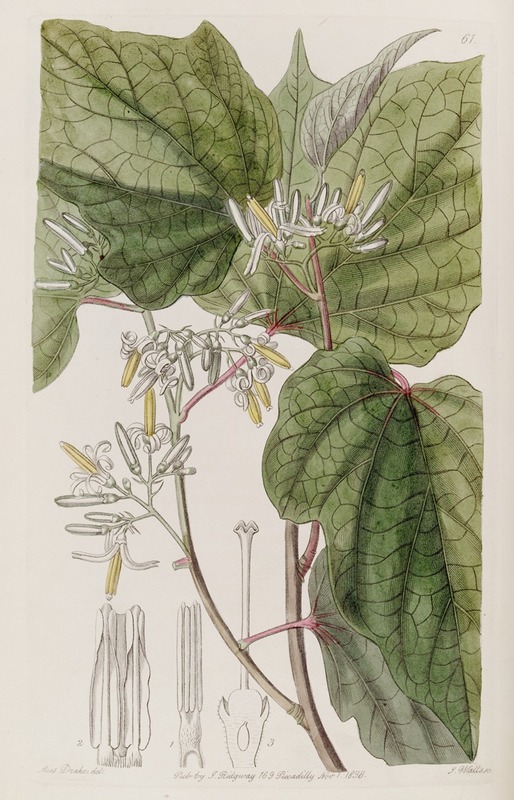Sydenham Edwards - Begonia-leaved Marlea