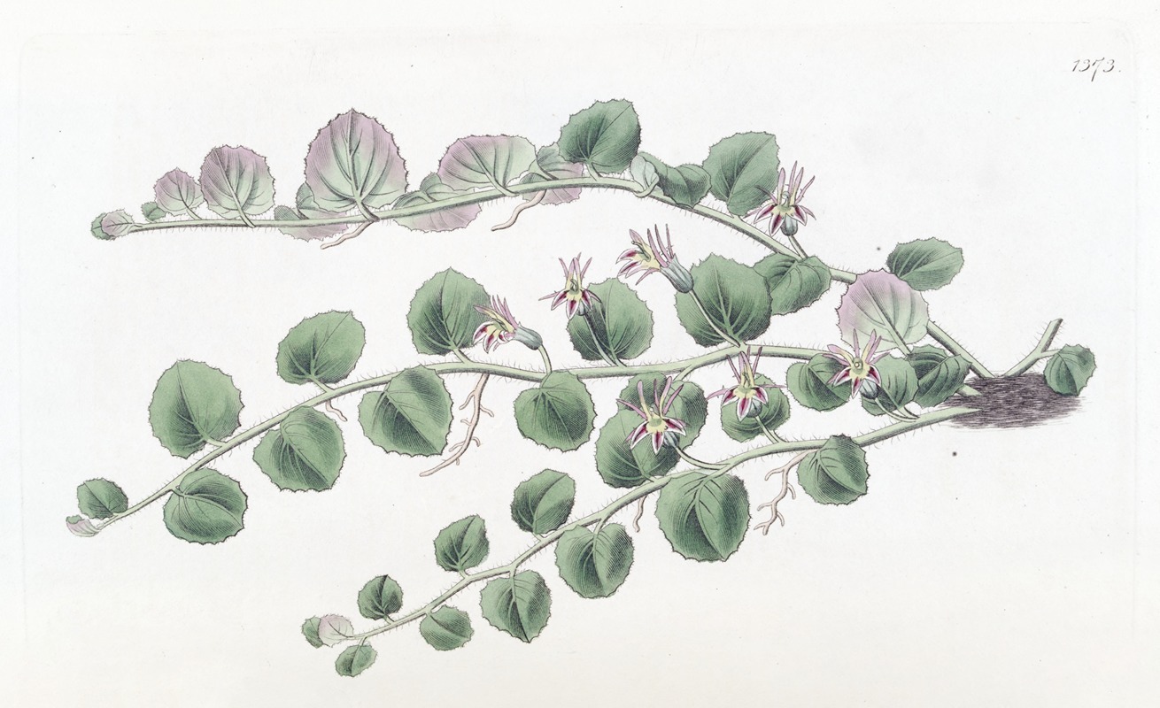 Sydenham Edwards - Begonia-leaved Pratia