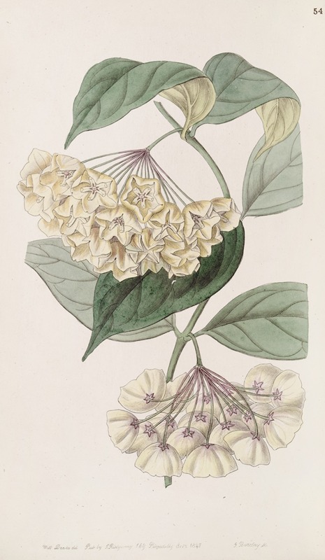 Sydenham Edwards - Bell-flowered Hoya