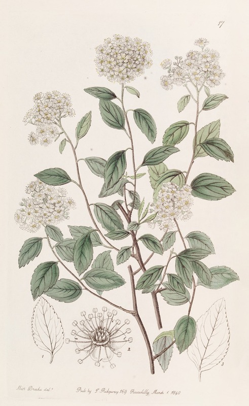 Sydenham Edwards - Bilberry-leaved Spiraea