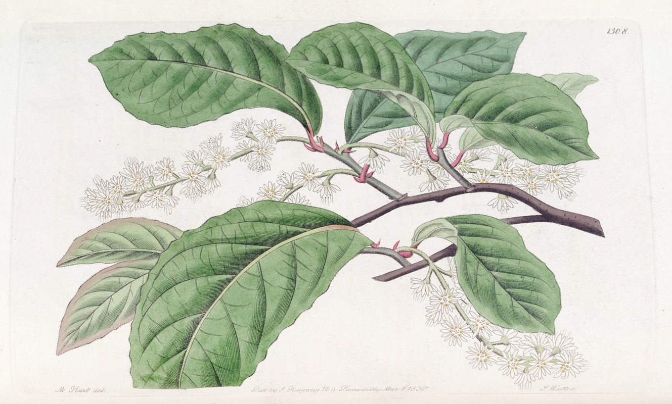 Sydenham Edwards - Bird-Cherry-Flowered Blackwellia