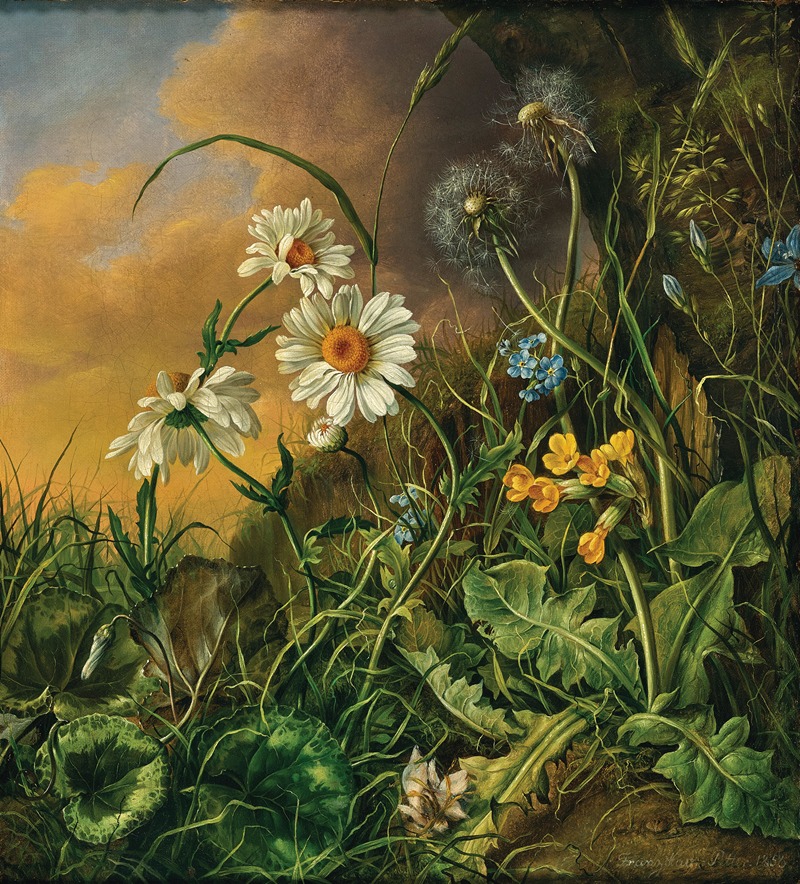 Franz Xaver Petter - A Forest Floor with Daisies, Primroses and Dandelions