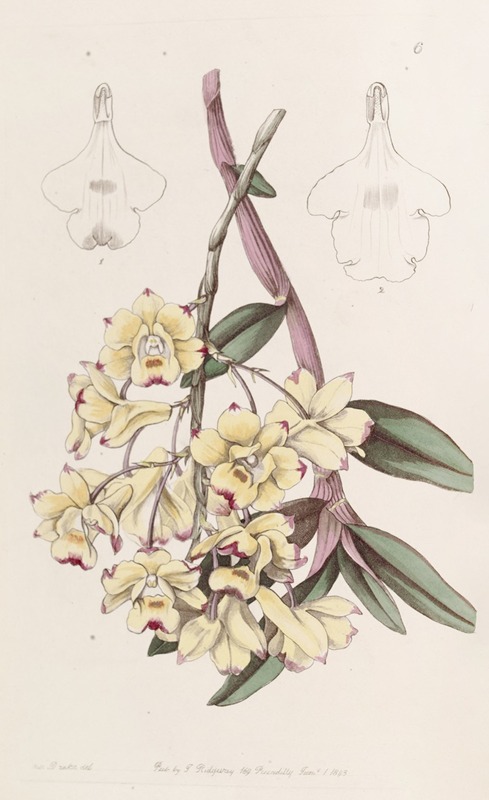 Sydenham Edwards - Blood-stained Dendrobium