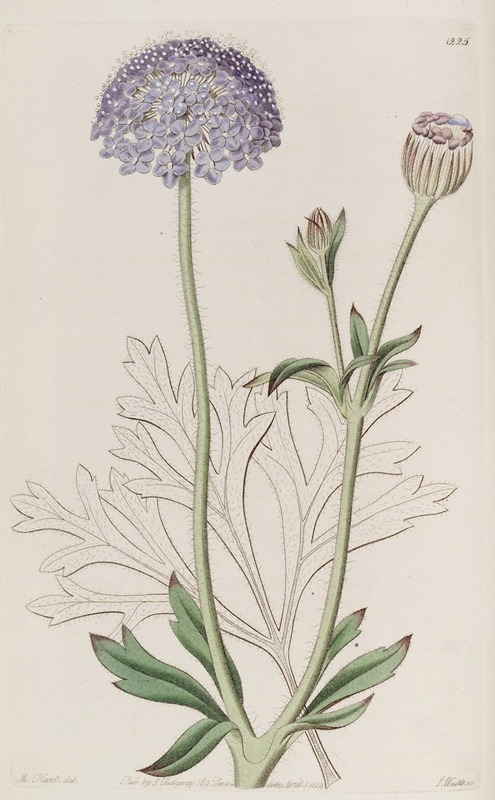 Blue-flowered Trachymene by Sydenham Edwards - Artvee