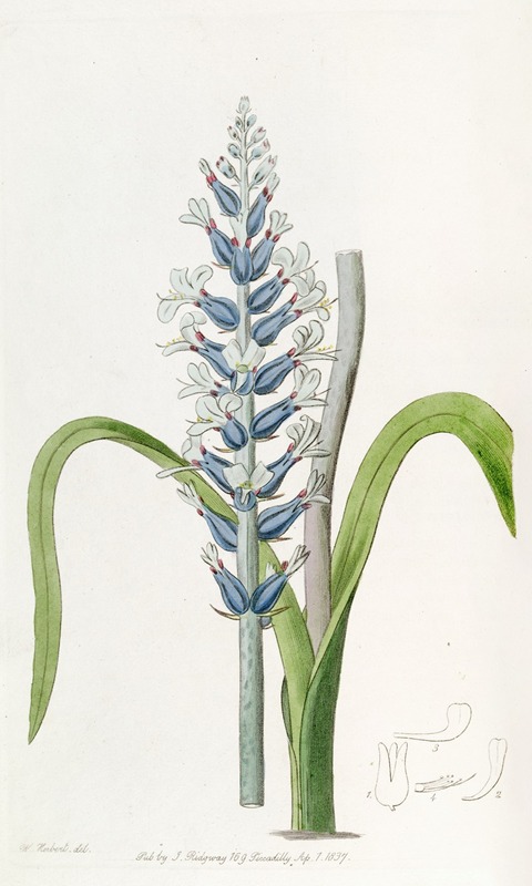 Sydenham Edwards - Blue-flowering pallid Lachenalia